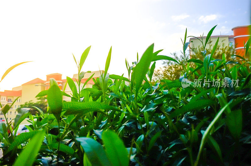 迪拜社区花园里的新鲜植物和明亮的阳光