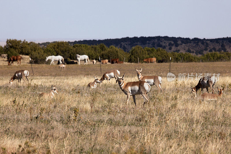 普韦布洛科罗拉多野生草原叉角羚羊与牧场马牛