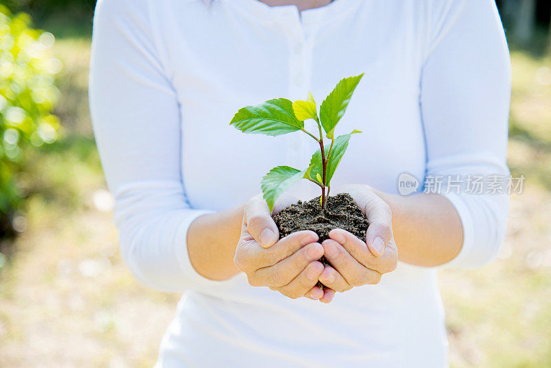 一株植物在女性手中