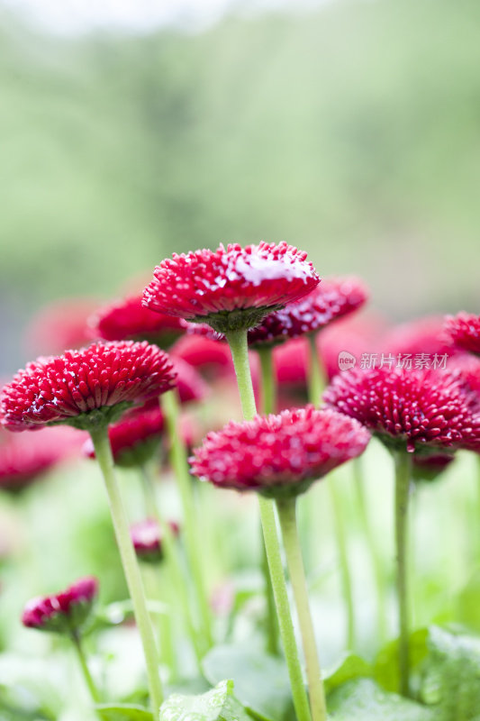 红色花，黄色雌蕊