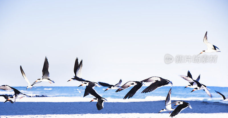 黑Skimmer海鸥飞过海洋在迈阿密海滩佛罗里达