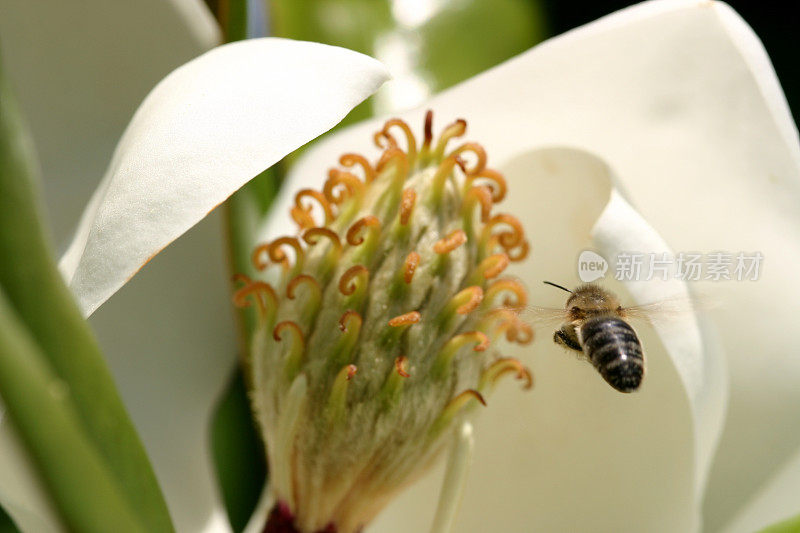 大黄蜂飞向木兰花