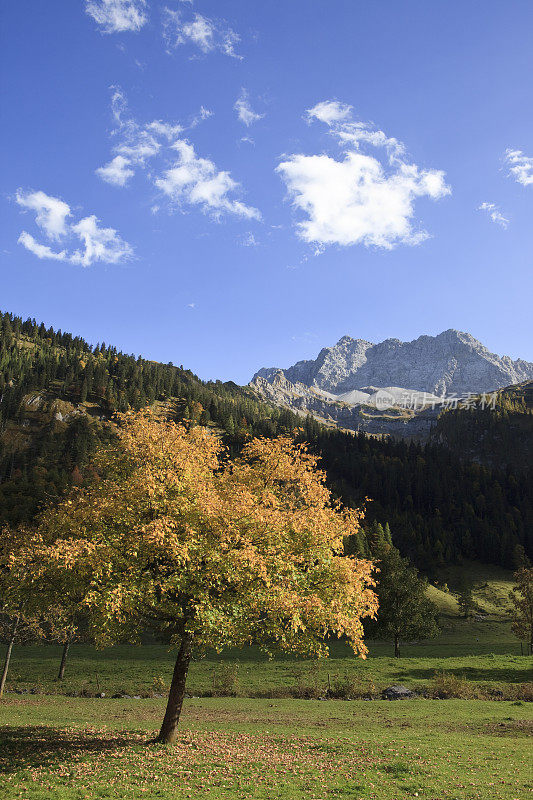 奥地利阿尔卑斯山的枫树-卡温德尔XXXL