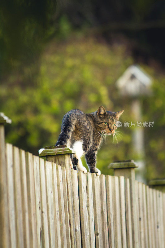 不爽的猫站在篱笆上