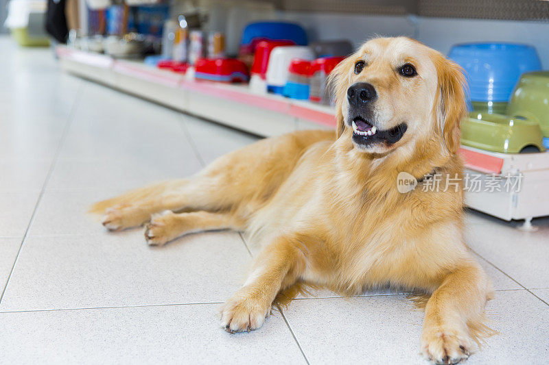 可爱的金毛猎犬在宠物店