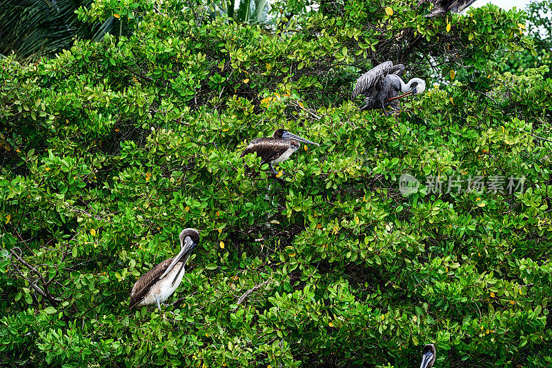 加拉帕戈斯群岛红树林上的褐鹈鹕