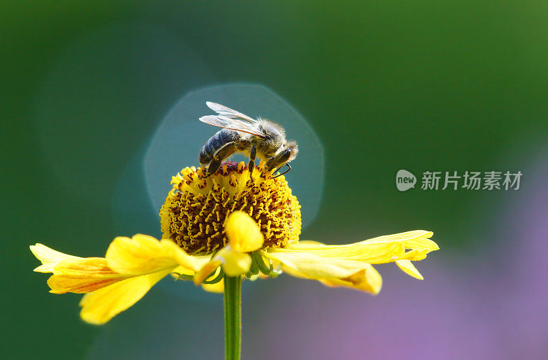 太阳新娘花上的蜜蜂