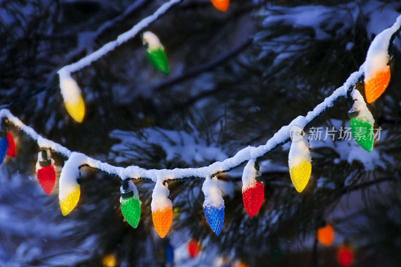 白雪覆盖的松树上挂着色彩鲜艳的圣诞灯