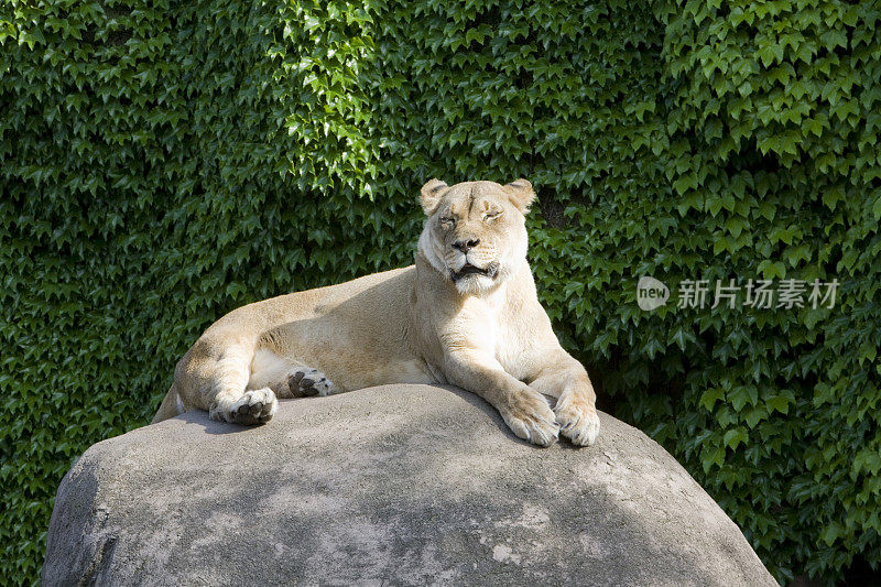 沉睡的猫