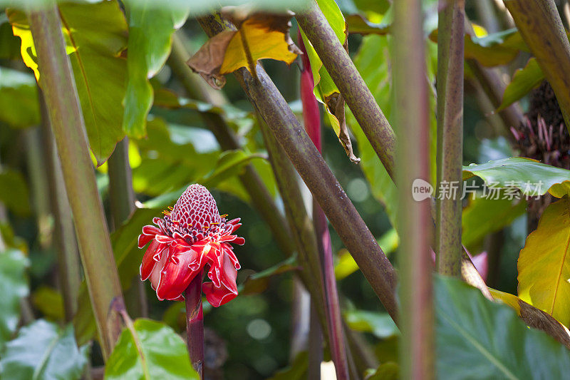 夏威夷火炬姜，毛伊岛