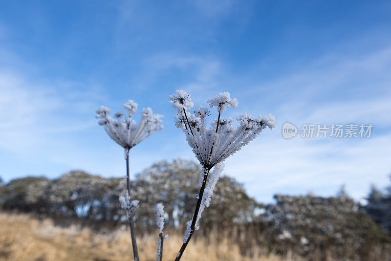 冬天，罗安山顶上的植被上结霜