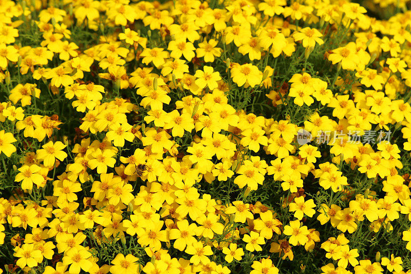 万寿菊tenuifolia花朵