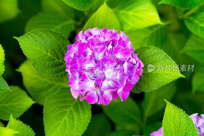紫绣球花花