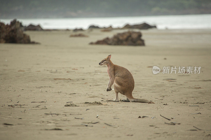 沙滩上的袋鼠