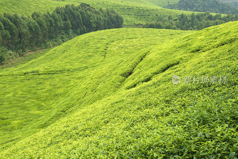 非洲中部连绵起伏的山丘上有茶园