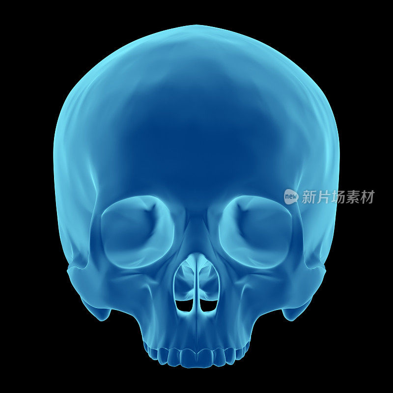 3D渲染就像x射线的人类头骨