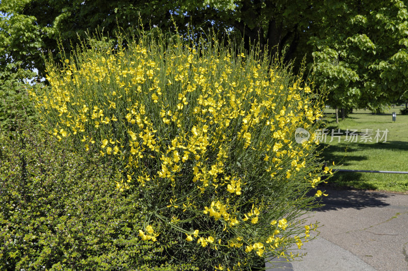 黄金雀花、金雀花和小路