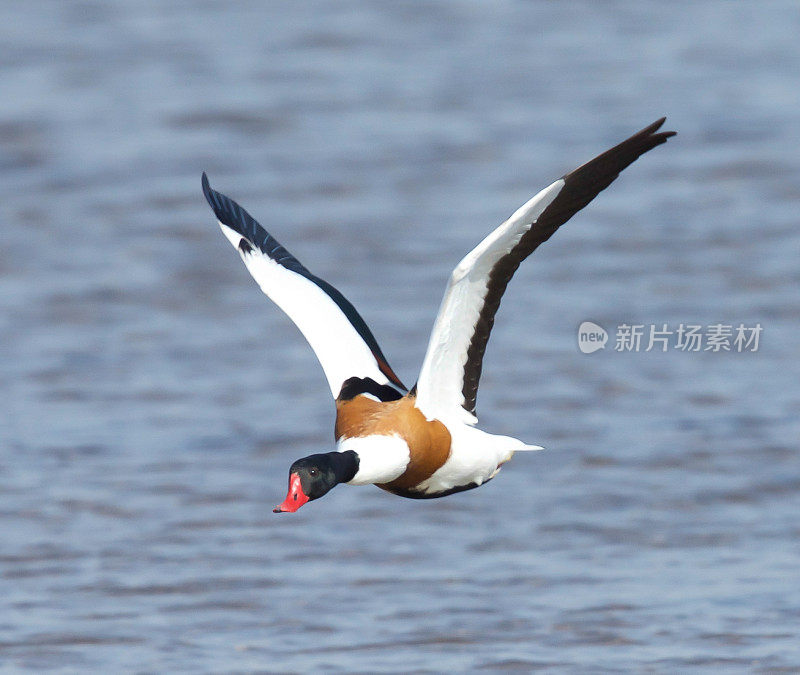 雌麻鸭