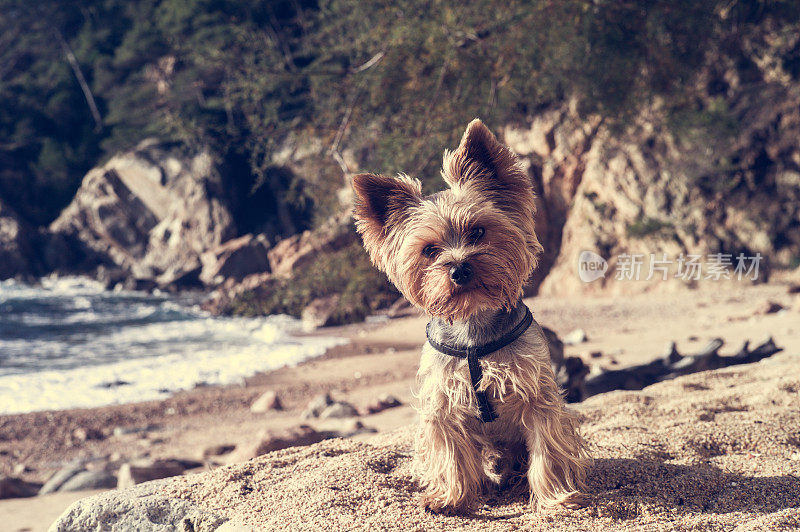 小约克郡犬在海上散步