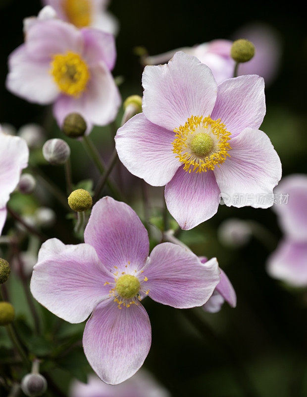 日本银莲花(hupehensis)。