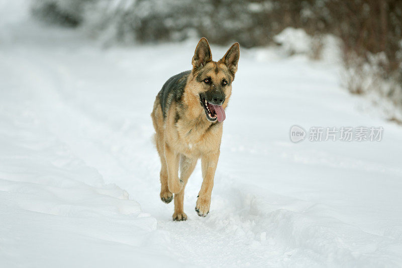 冬天的德国牧羊犬