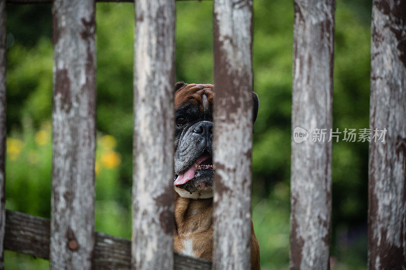 拳师犬透过木栅栏窥视。