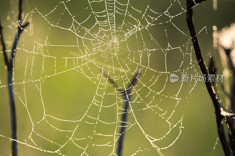 老蜘蛛在一个潮湿的清晨织网