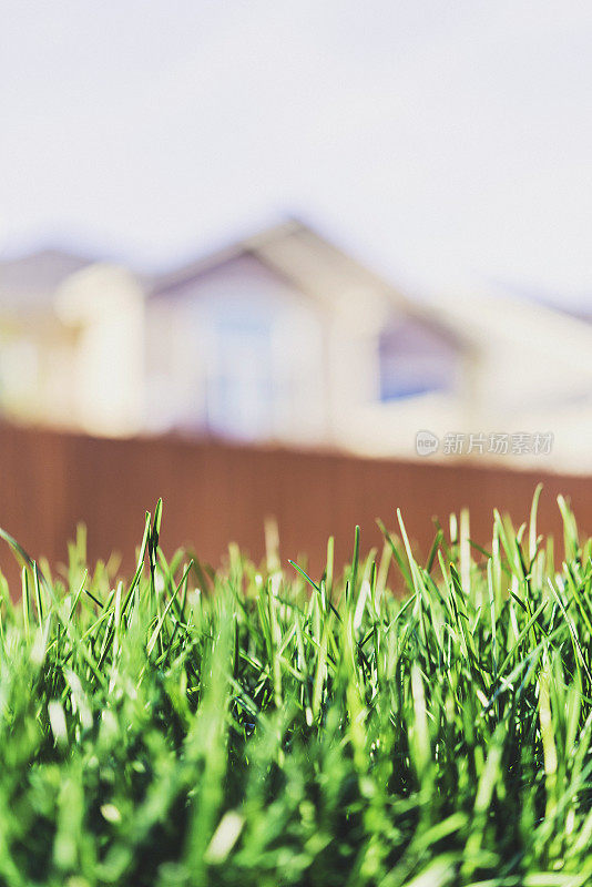 郁郁葱葱的绿草在阳光下生长，背景是房子
