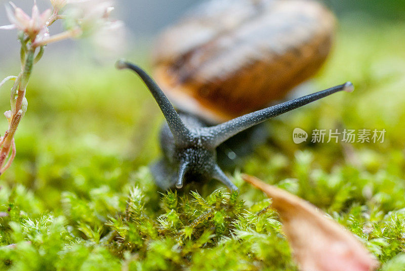 雨后苔藓上的蜗牛