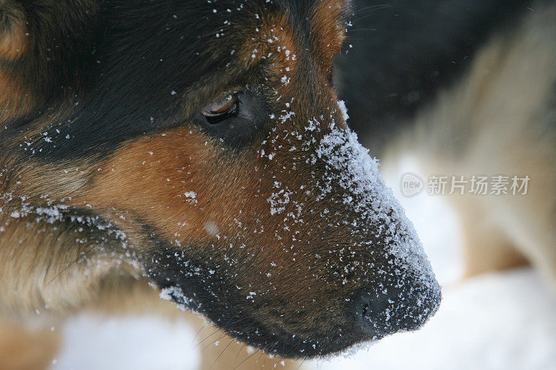 滚雪球得来的鼻子