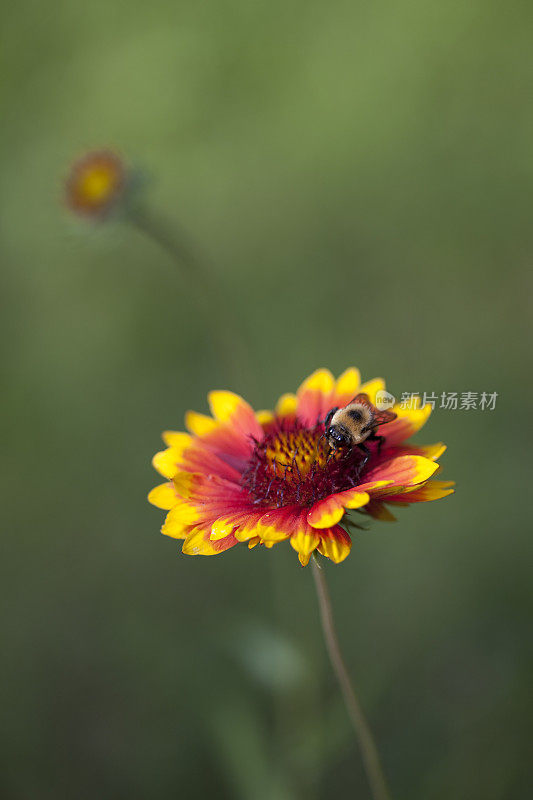 天人菊属植物,蜜蜂