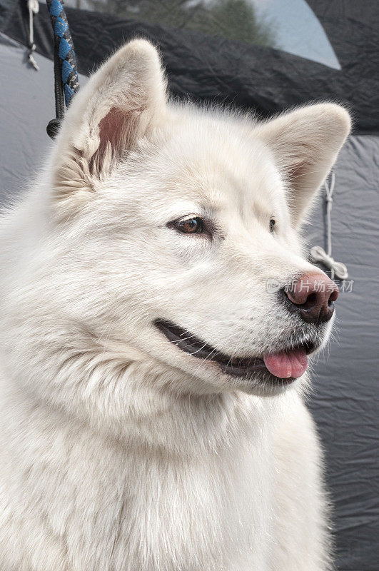 狗的肖像-萨摩耶