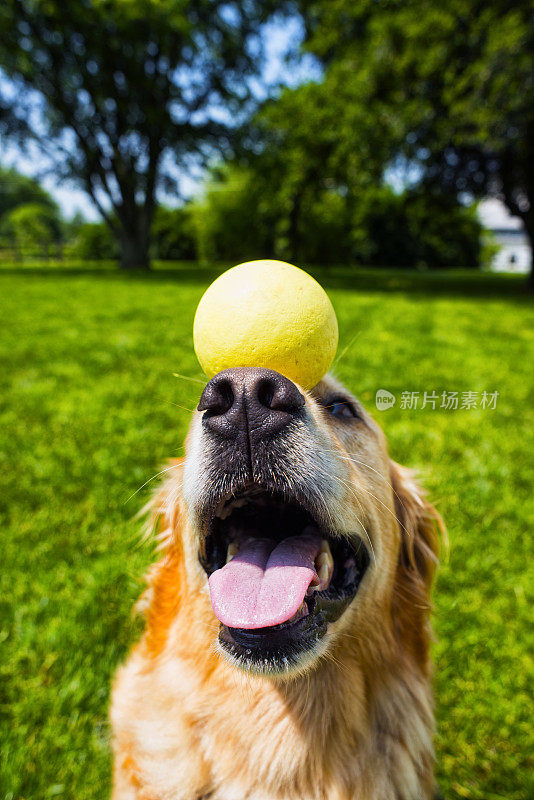 金毛猎犬在鼻子上平衡着一个球