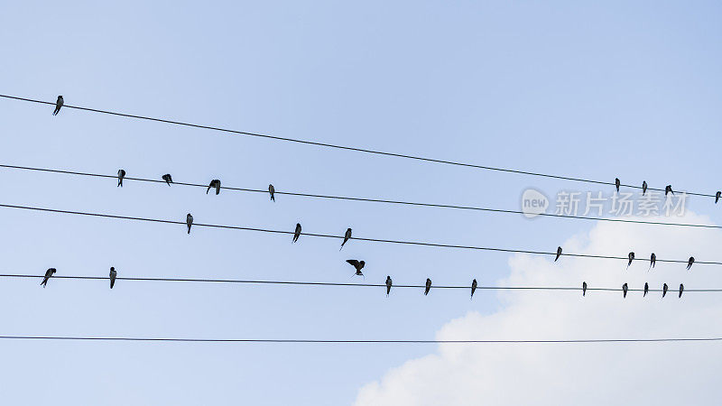 鸟儿坐在电线上