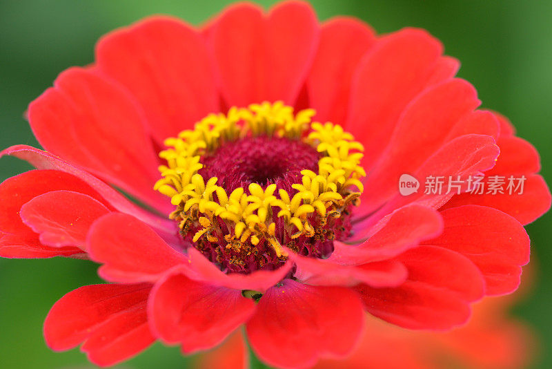 Zinnia在宏观