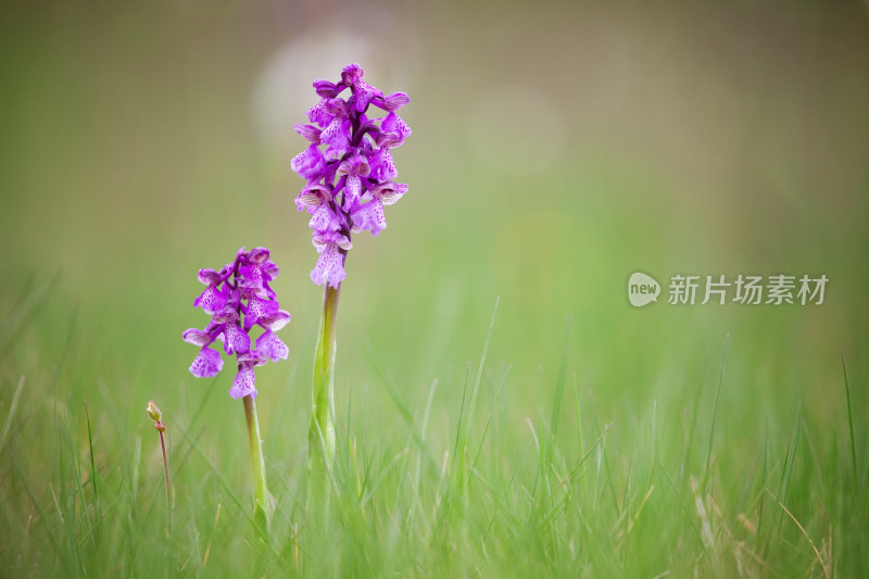 绿翼兰花或绿脉兰花(与兰花同义)