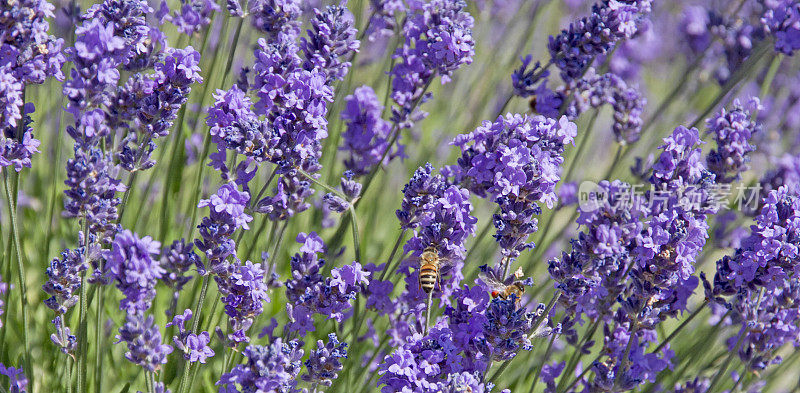 蜜蜂从薰衣草花中提取花蜜