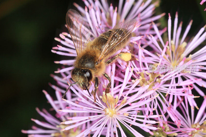 蜜蜂在thalictrum