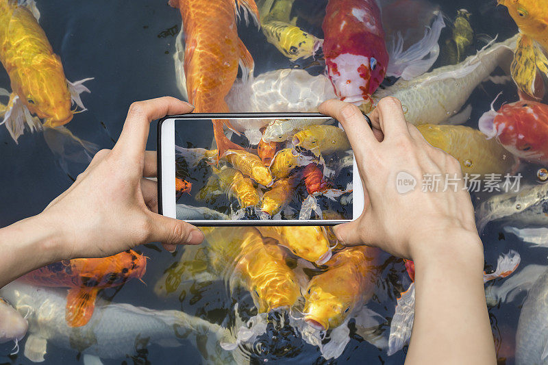 用手机拍照五彩斑斓的花式鲤鱼、锦鲤
