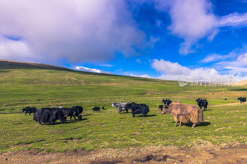 2014年8月16日——西藏农村的牦牛