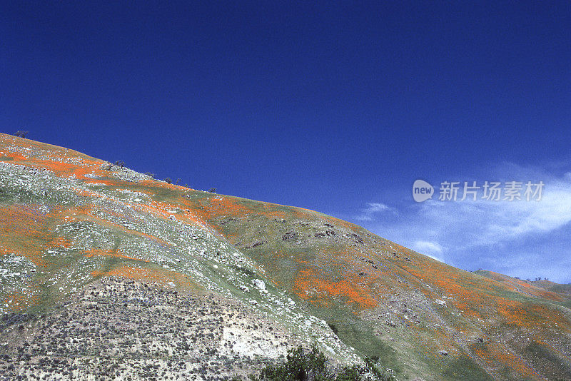 长满罂粟花的加州山麓