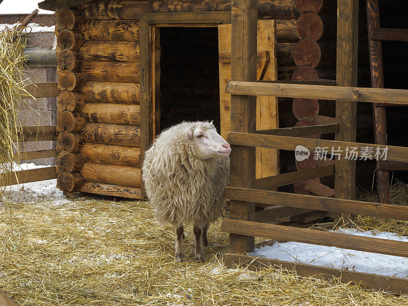 羊圈里冬天长毛的羊。