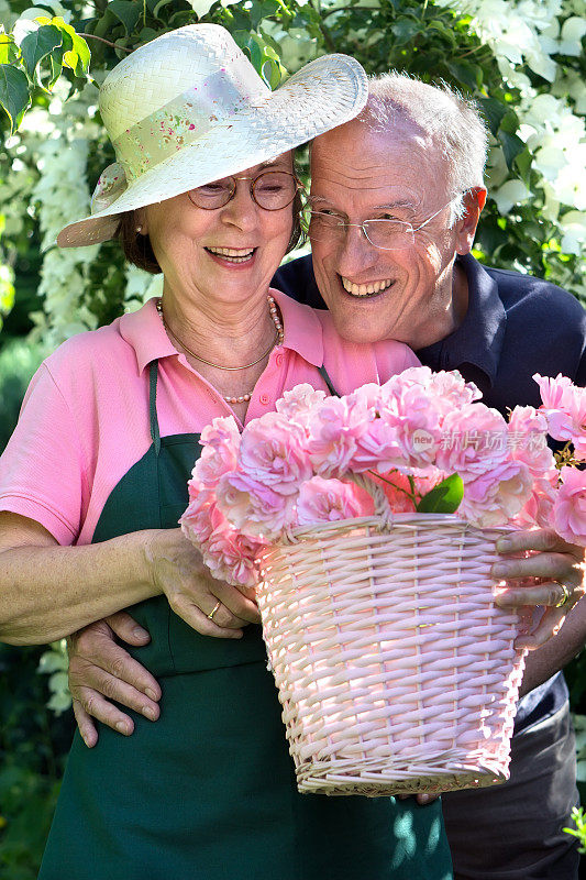 快乐的老夫妇在花园里插枝玫瑰。