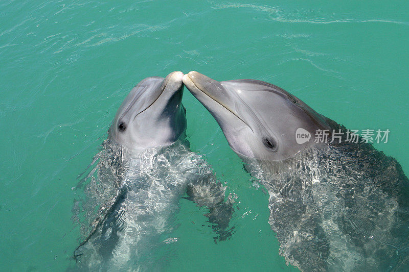 海豚接吻