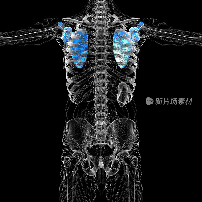 肩胛骨的3d渲染医学插图