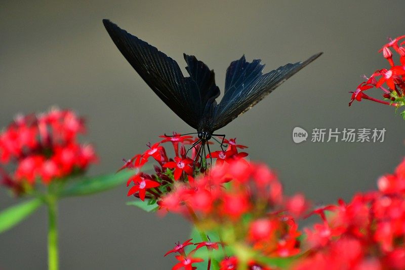 杉木花与蝴蝶