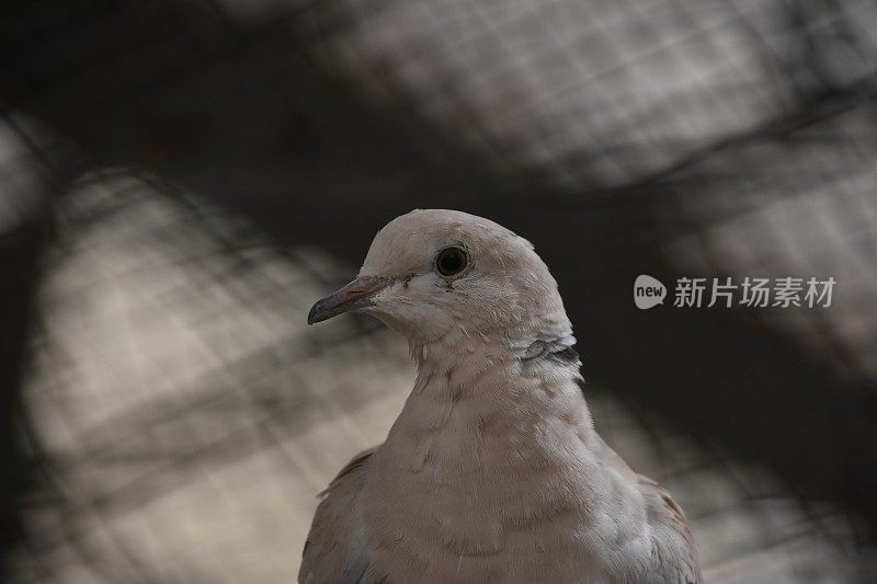 笼子里的鸽子