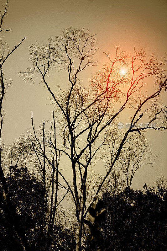 光秃秃的树上的日落