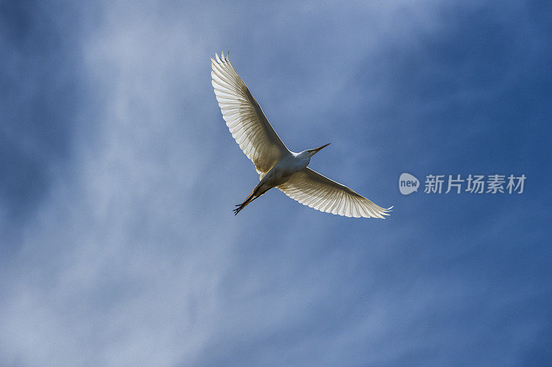 埃尔霍恩沼泽筑巢区上空飞行中的大白鹭