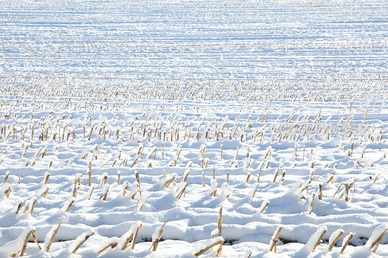 雪碎秸